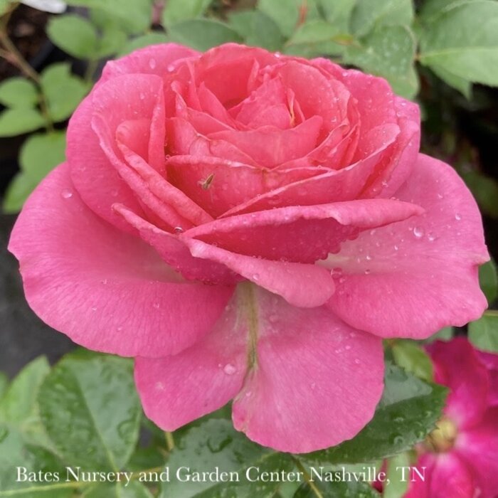 #3 Rosa All Dressed Up/ Pink Grandiflora Rose - No Warranty