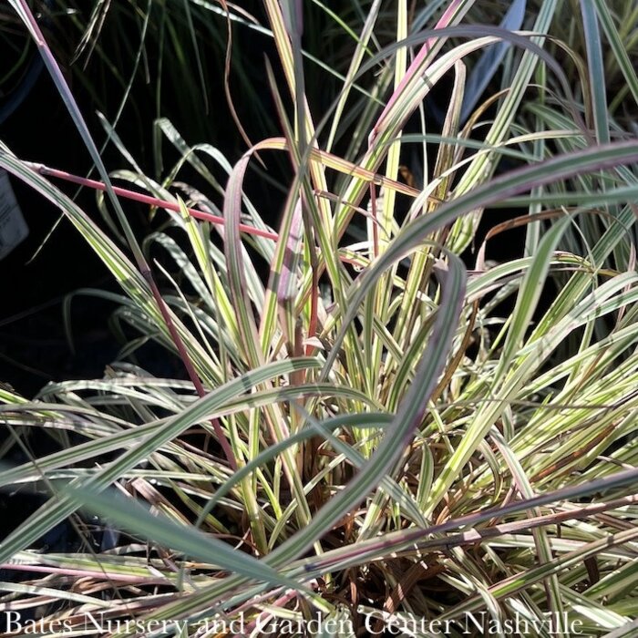 #1 Grass Schizachyrium scop Shining Star/ Little Bluestem Native (TN)