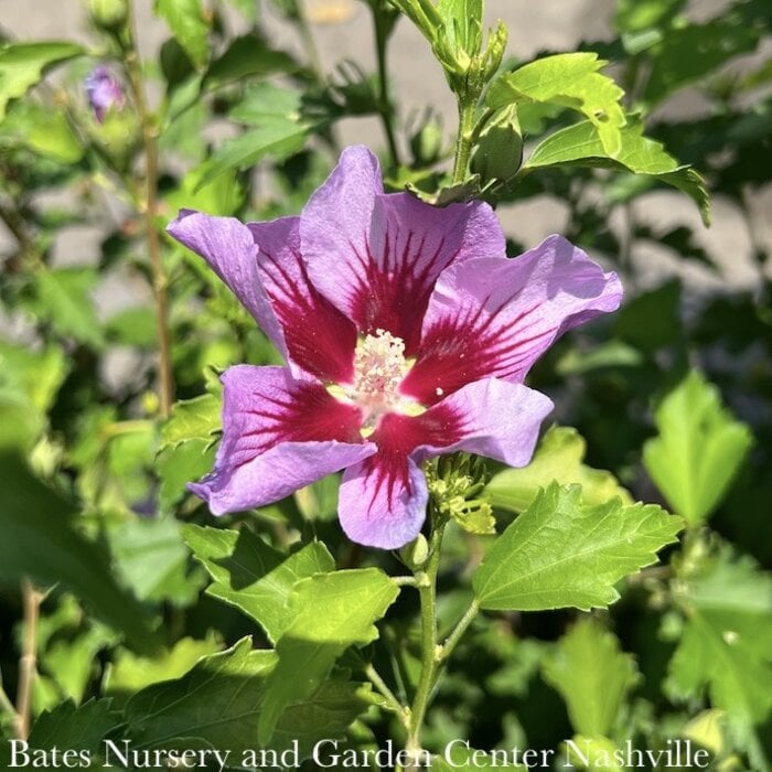 #7 Hibiscus syr Purple Pillar/ Columnar Rose of Sharon/ Althea