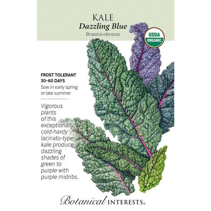 Seed Veg Kale Dazzling Blue Organic - Brassica oleracea