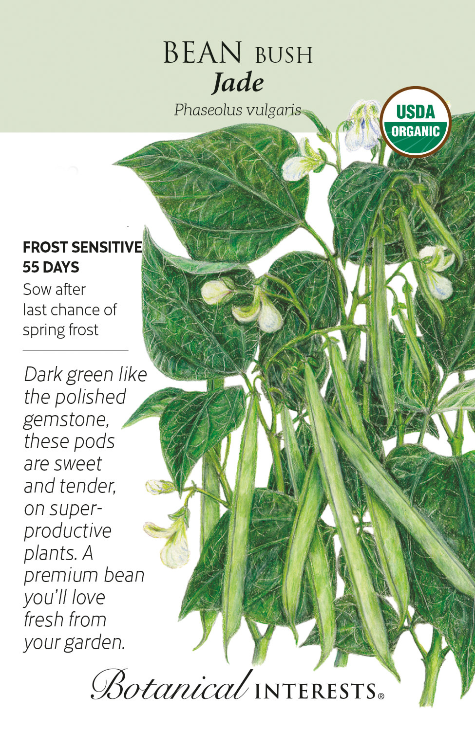 Seed Veg Bean Bush (green) Jade Organic