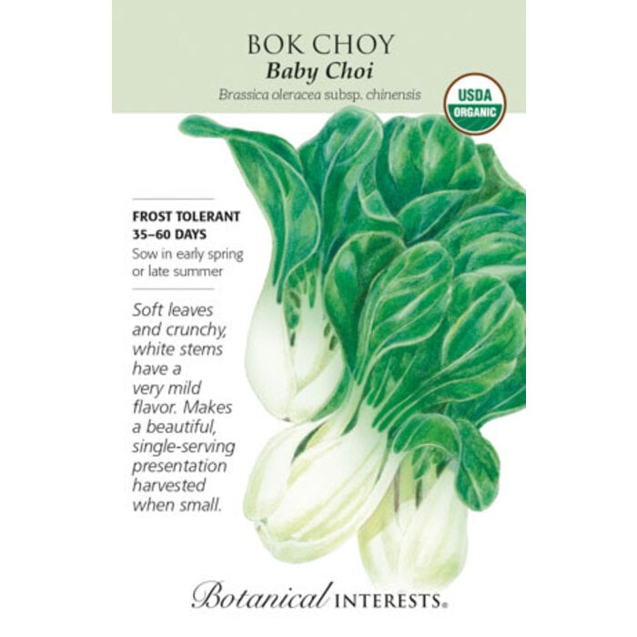 Seed Veg Bok Choy Baby Bok Choi Organic - Brassica oleraea subsp. chinensis