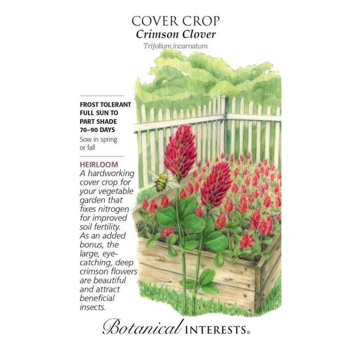 Seed Cover Crop Crimson Clover Heirloom - Trifolium incarnatum - Lrg Pkt