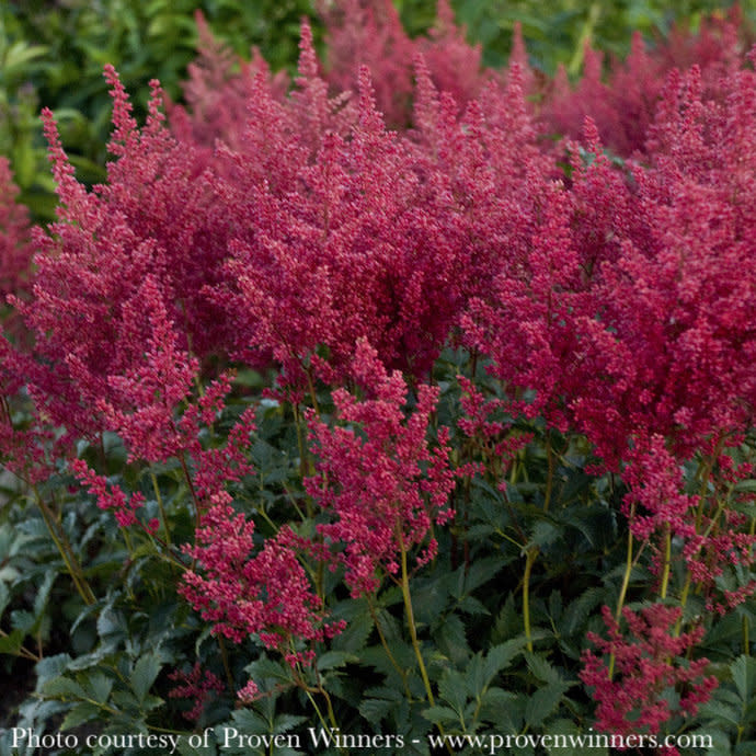 #1 Astilbe x japonica PW Montgomery/Deep Red