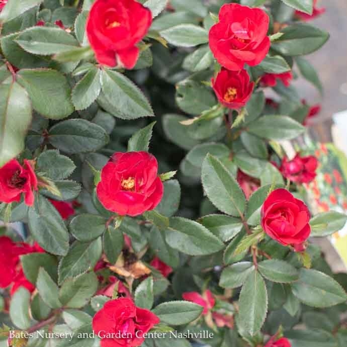 Topiary #2 PT Rosa Petite Knock Out/ Red Miniature Shrub Rose Patio Tree - No Warranty