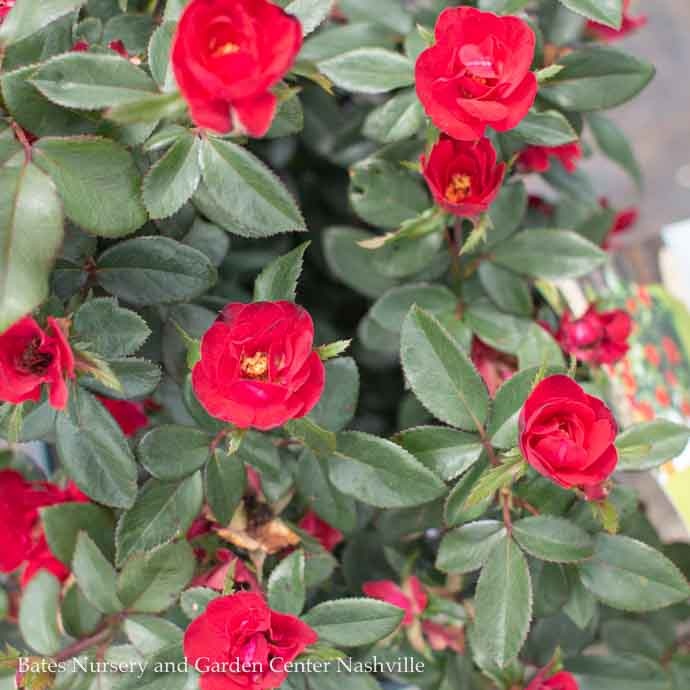 R50Roses Miniature Topiary 2 PT Rosa Petite Knock Out/ Red