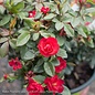 Topiary #2 PT Rosa Petite Knock Out/ Red Miniature Shrub Rose Patio Tree - No Warranty