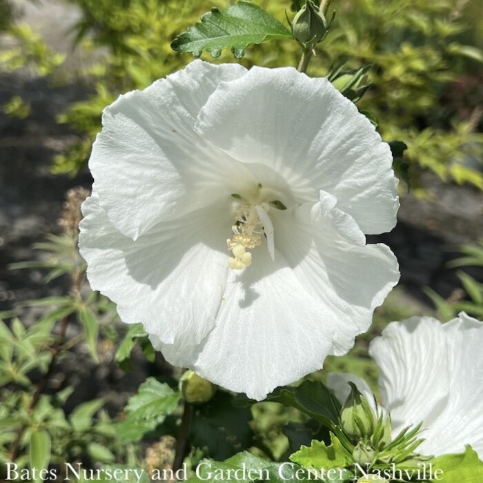 Topiary #5 PT Hibiscus syr Diana/ Rose of Sharon/ White Althea Patio Tree
