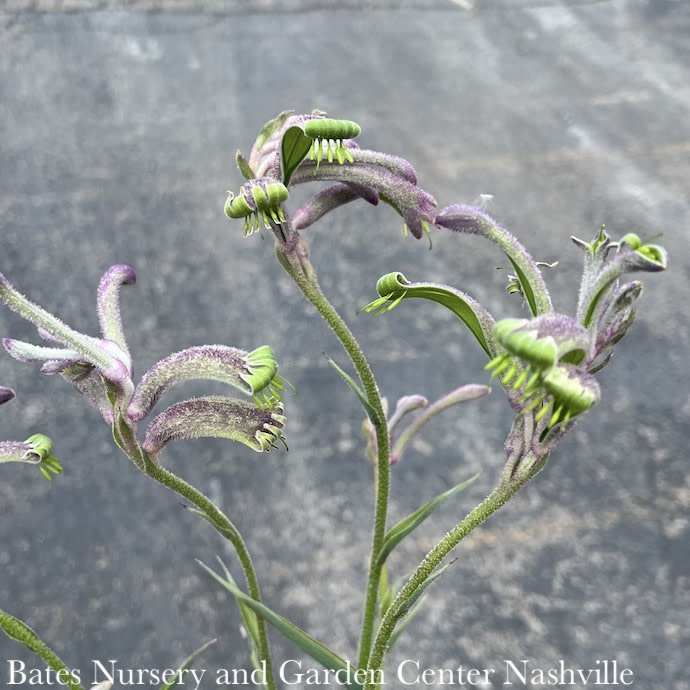 Tropical #1 Anigozanthos Celebrations 'Carnival'/ Kangaroo Paw Fern