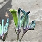 Tropical #1 Anigozanthos Celebrations 'Mardi Gras'/ Kangaroo Paw Fern