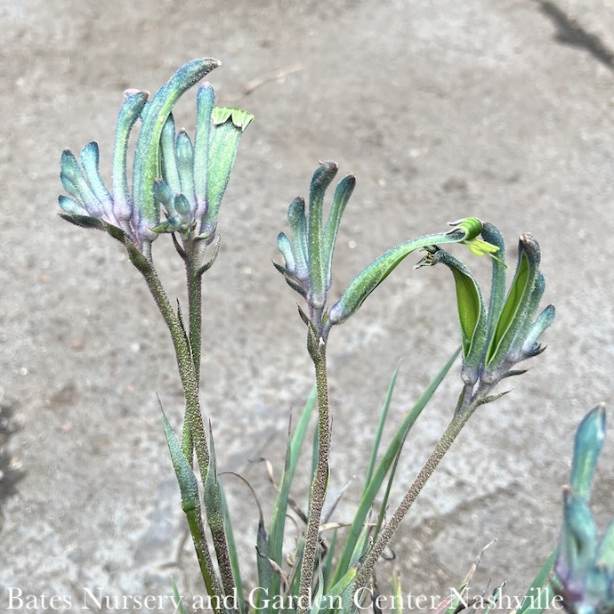 Tropical #1 Anigozanthos Celebrations 'Mardi Gras'/ Kangaroo Paw