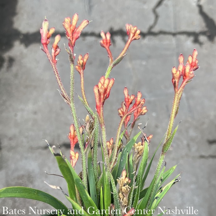 Tropical #1 Anigozanthos Kanga Red/ Kangaroo Paw Fern