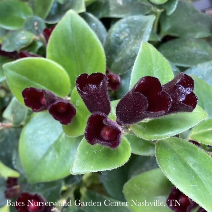 6p! Aeschynanthus Mona Lisa /Lipstick Plant /Tropical