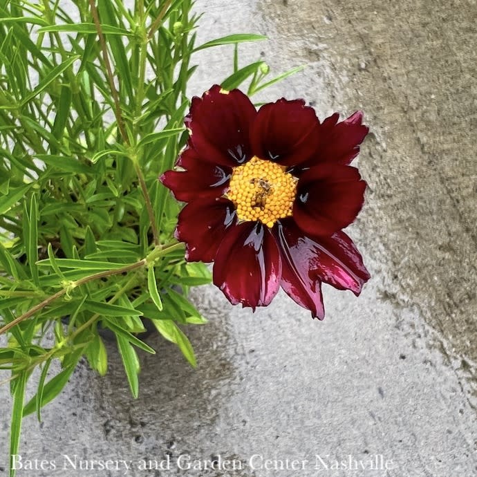 #1 Coreopsis x Big Bang 'Mercury Rising'/ Red Tickseed