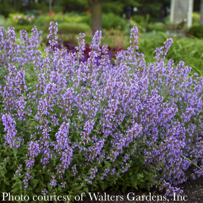 #1 Nepeta faas PW Cat's Meow/ Catmint