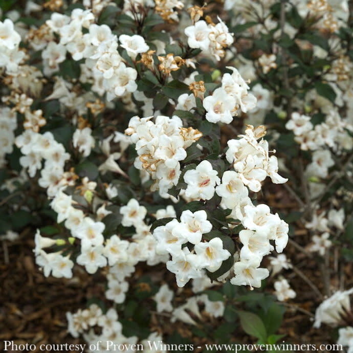 #2 Weigela fl PW Wine & Spirits/ White-green Flowers