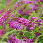 #2 Buddleia x PW Lo & Behold Ruby Chip/ Dwarf Butterfly Bush