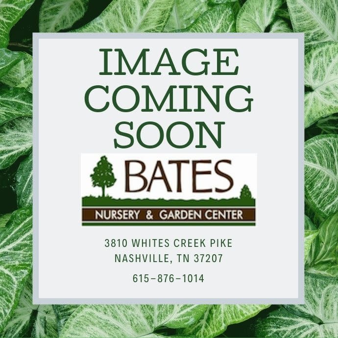 Edible Topiary #7 ESP Pyrus/ Bosc and Bartlett Pear 2-tier  Espalier
