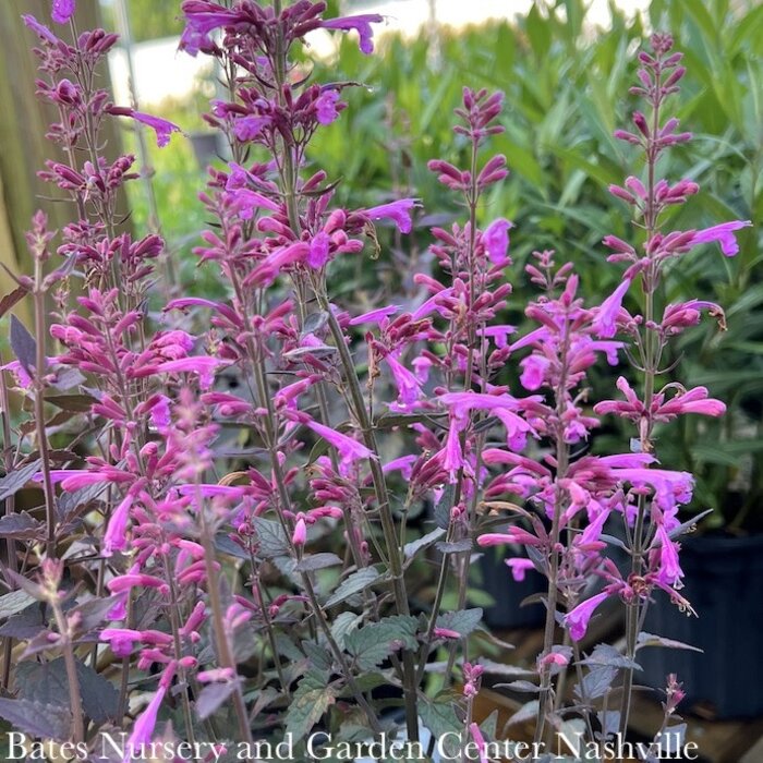 8P Agastache x PW Meant To Bee 'Royal Raspberry'/ Anise Hyssop