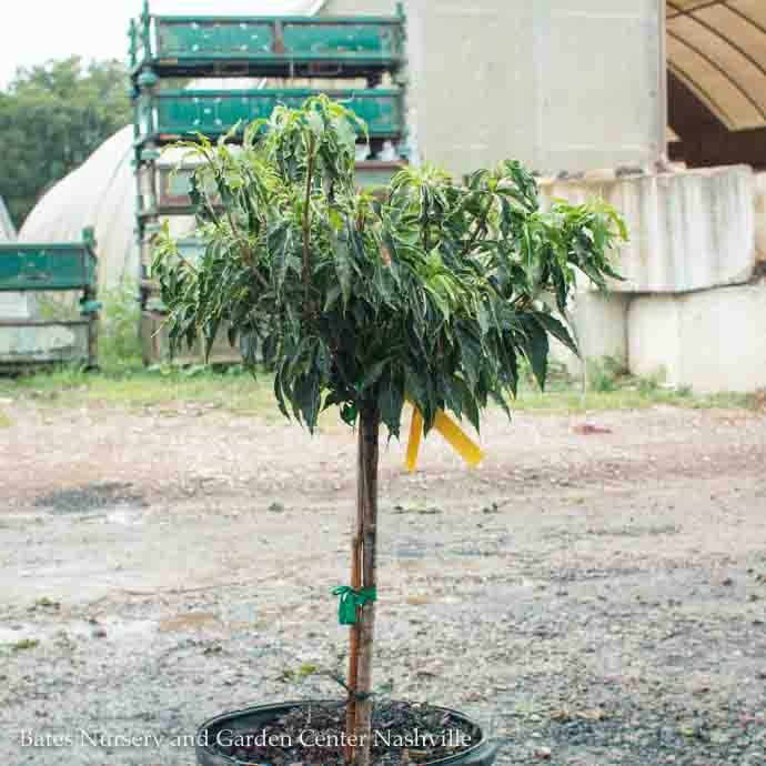 #3 Cornus kousa Little Poncho/ Dwarf Flowering White Dogwood