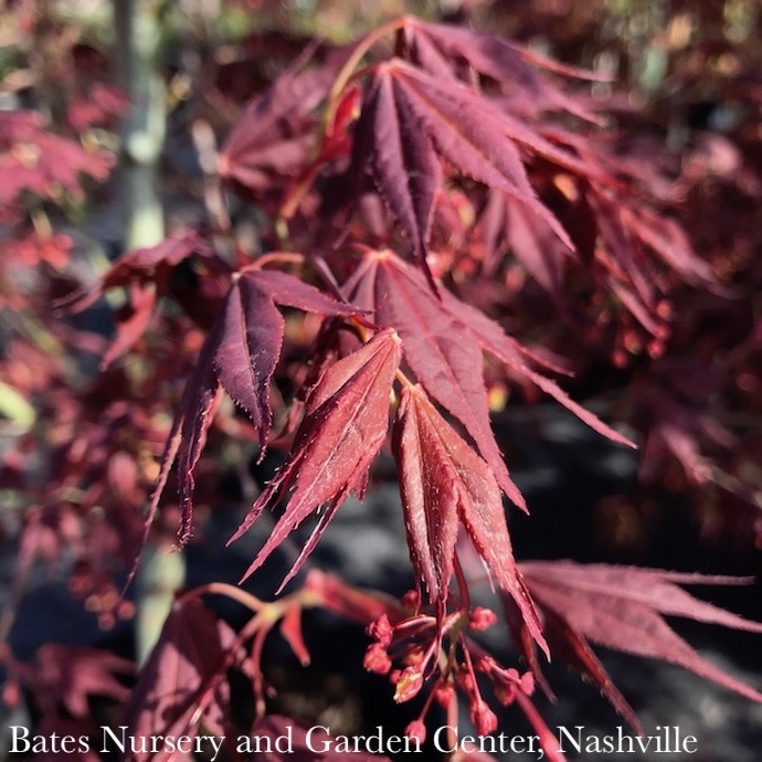 #15 BOX Acer pal Tsukushi gata/ Red Upright Japanese Maple