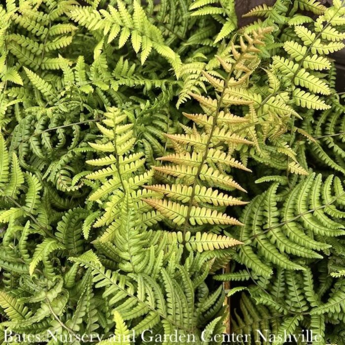 #1 Dryopteris wallichiana Jurassic Gold/ Wood Fern