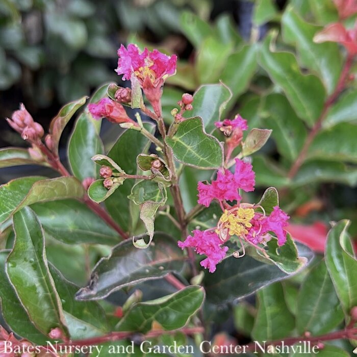 #2s Lagerstroemia Berry Dazzle/ Fuchsia Dwarf Crape Myrtle