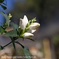 #1 Chelone glabra/ White Turtlehead Native (TN)