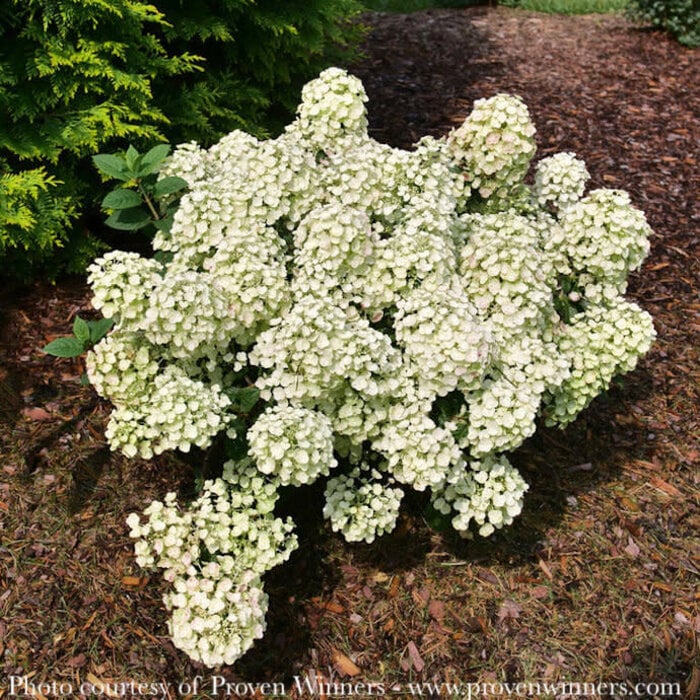 #3 Hydrangea pan PW TINY Quick Fire/ Panicle White to Pink