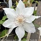 #1 Clematis Hyde Hall/ Creamy White Blooms