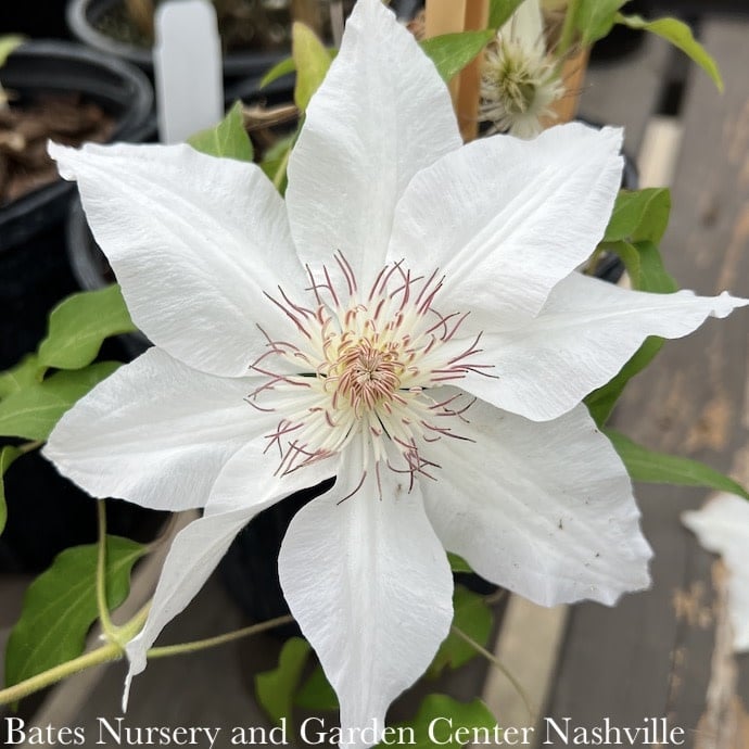 #1 Clematis Hyde Hall/ Creamy White Blooms