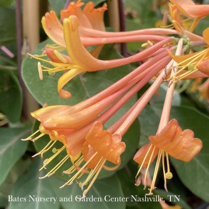 #1 Lonicera x Mandarin/ Orange Honeysuckle