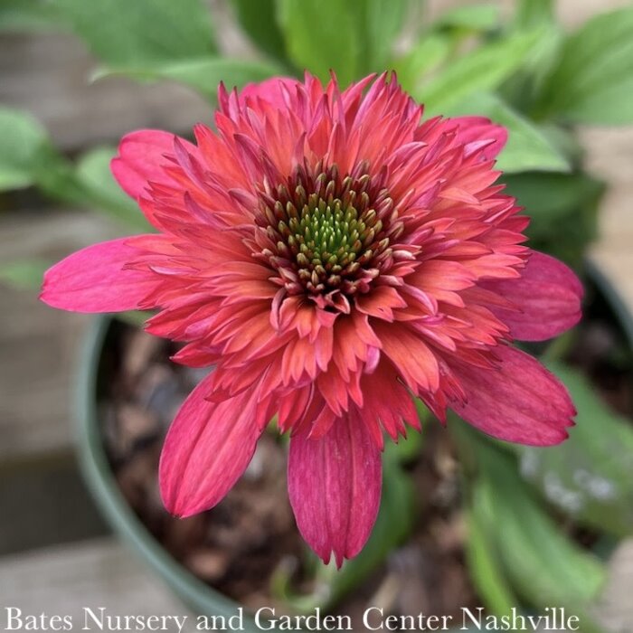 #1 Echinacea x Sunny Days 'Ruby'/ Red Double Coneflower