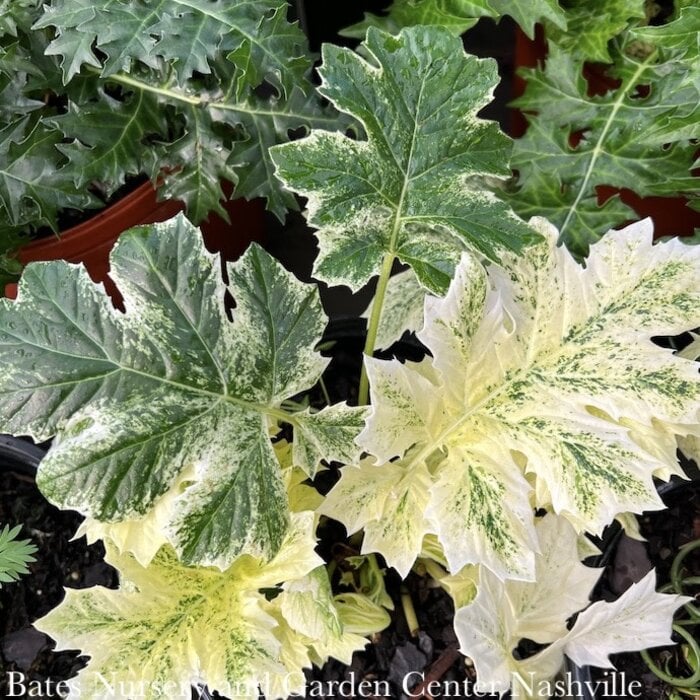 #1 Acanthus mollis Whitewater/ Variegated Bear's Breeches