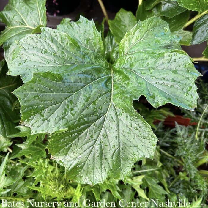 #2  Acanthus mollis/ Oak Leaf/ Grecian Pattern Plant