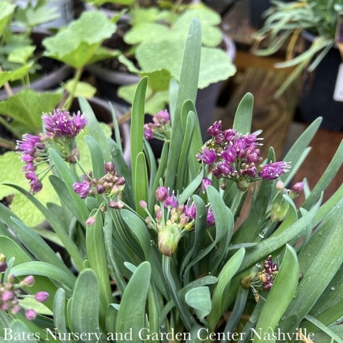 #1 Allium Lavender Bubbles/ Flowering Onion