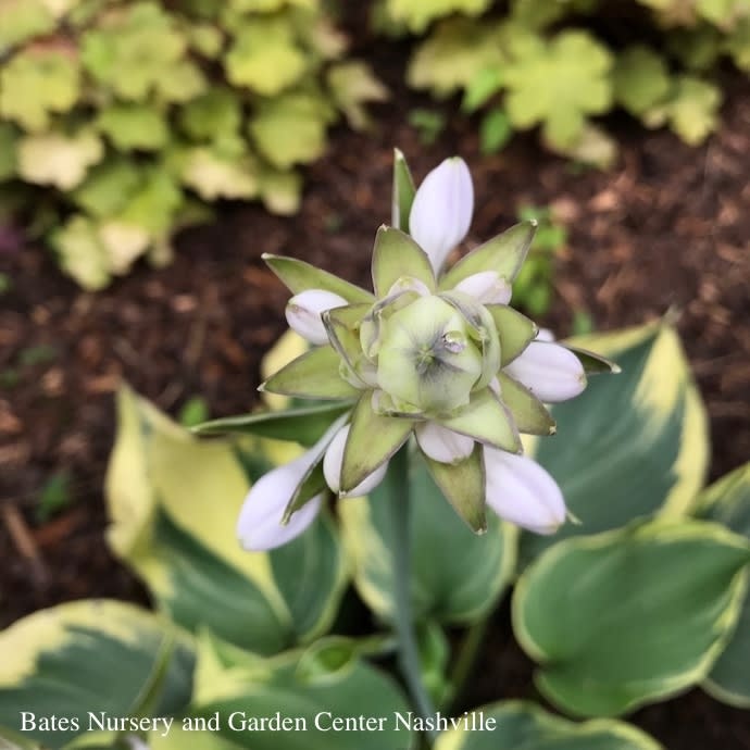 #1 Hosta Earth Angel/ Blue-Green with Cream