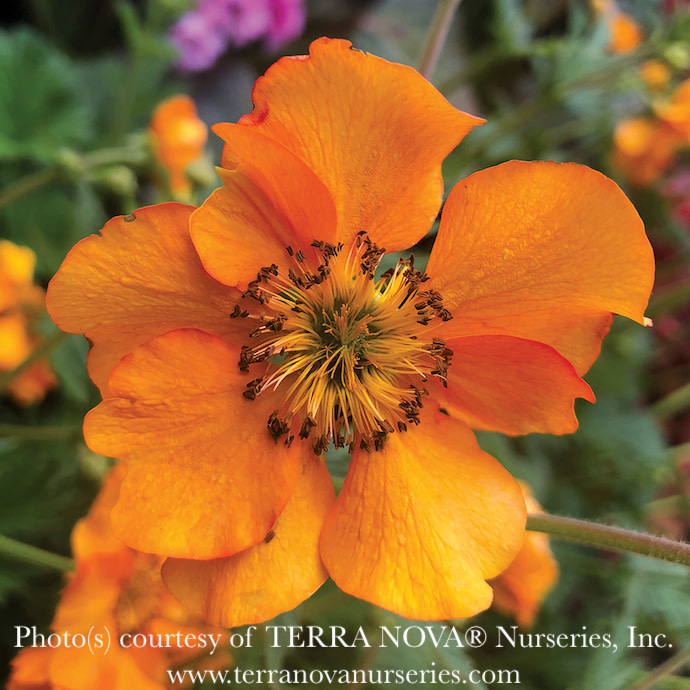 #1 Geum x Fire Storm