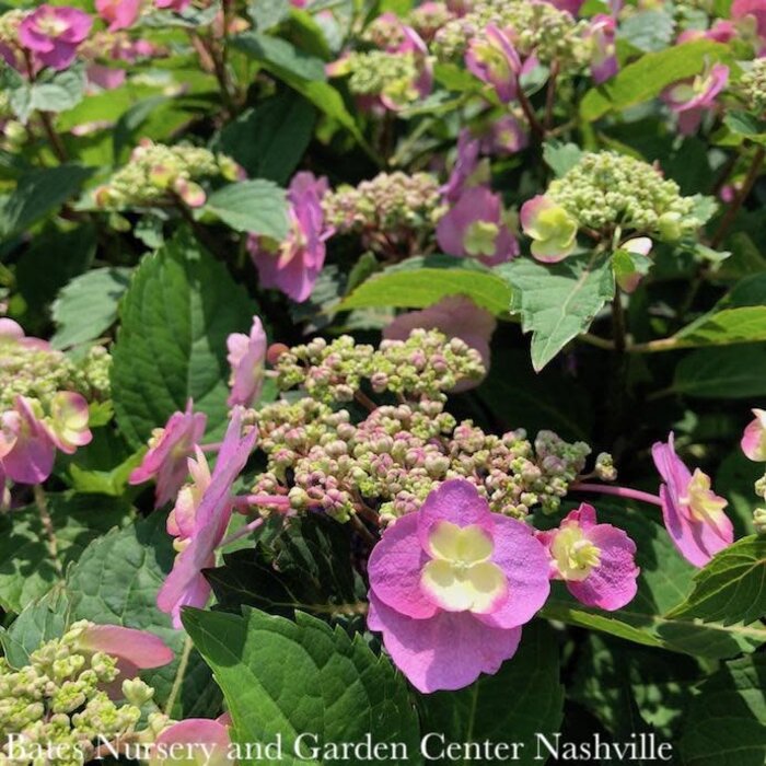 #7 Hydrangea serr PW Tuff Stuff/ Mountain/ Lacecap Rebloom Blue to Pink