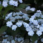 #3 Hydrangea serr PW TINY Tuff Stuff/ Mountain/ Dwarf Lacecap Rebloom Blue to Pink