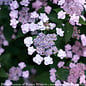 #3 Hydrangea serr PW TINY Tuff Stuff/ Mountain/ Dwarf Lacecap Rebloom Blue to Pink