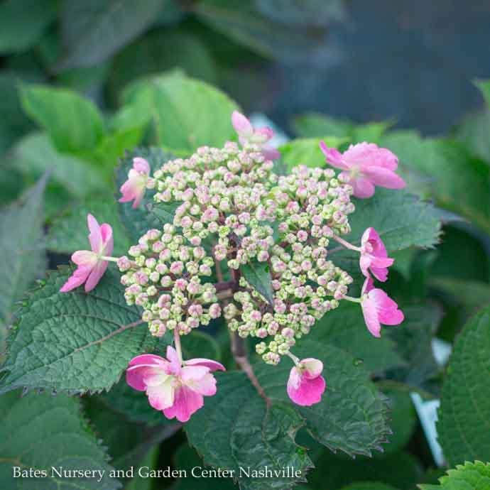 #3 Hydrangea serr PW Tuff Stuff RED/ Mountain/ Lacecap Rebloom