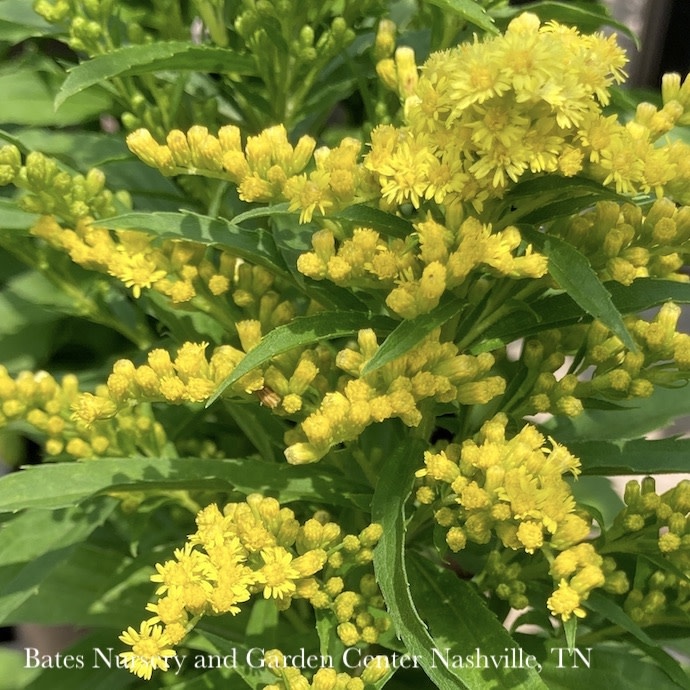 #1 Solidago x Dansolitlem PW 'Little Lemon'/ Dwarf Goldenrod  (Asteriscus asteraceae)