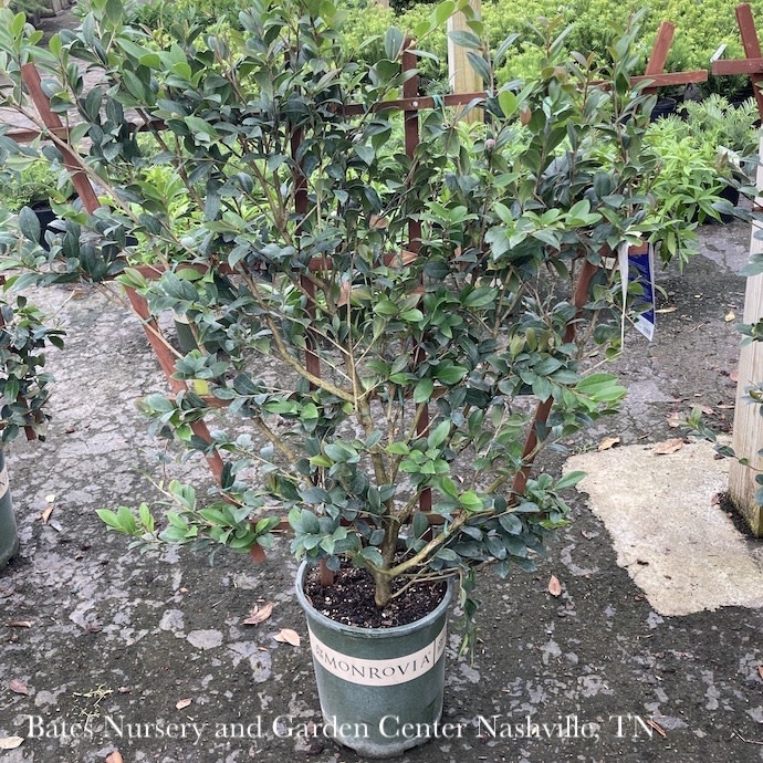 Topiary #5 ESP Camellia sas SL Yuletide/ Red Espalier- No Warranty