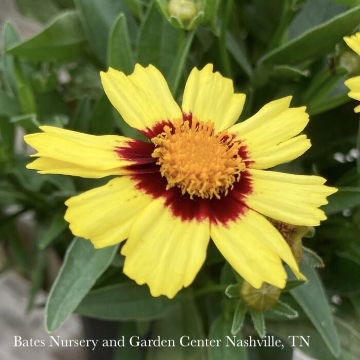 #1 Coreopsis x PW UpTick 'Yellow & Red'/ Tickseed