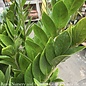 10p! Zamioculcus / ZZ Plant /Tropical