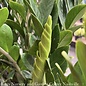 14p! Zamioculcus / ZZ Plant /Tropical