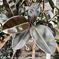 4p! Ficus elastica Burgundy / RubberTree /Tropical