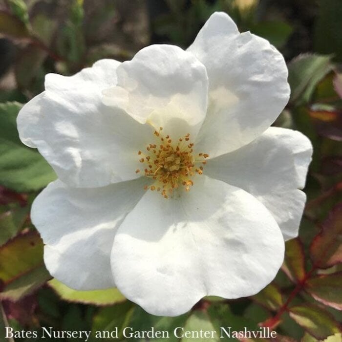 #3 Rosa WHITE Knock Out/ Single Shrub Rose - No Warranty