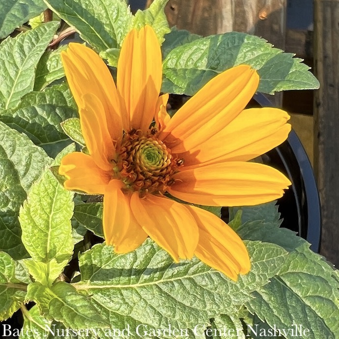 #1 Heliopsis Sole Punta/ False Sunflower